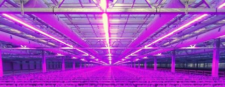 50 meter LED strip in tulpenkas tulpenbroeierij
