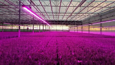 tulpenkas led groei growlight tulpenkas led groei growlight