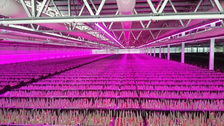 led strip grow light groei assimilatie led strip grow light groei assimilatie
