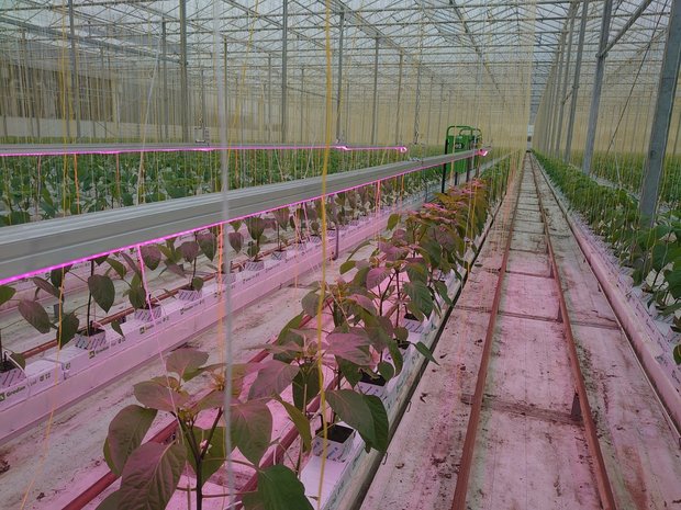 LED assimilatie groeilichty komkommers