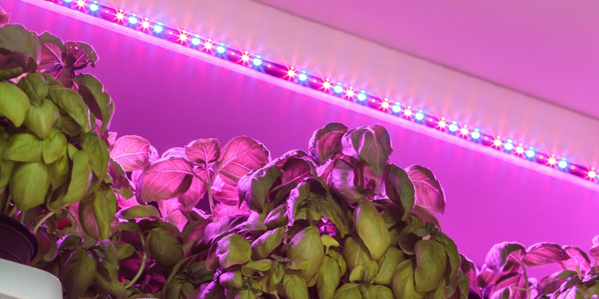 LED-Growlight