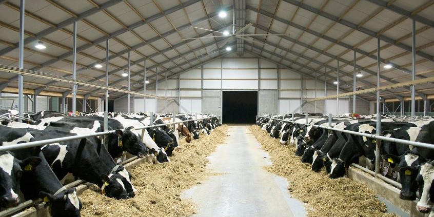 LED verlichting koe stal - LED lampen partner LED verlichting koe stal - LED lampen partner