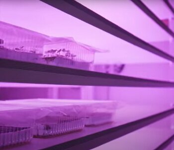 LED-Wachstumspaneele für den Kartoffelanbau