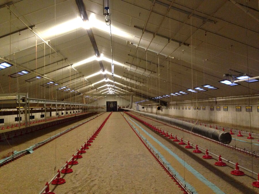 Benefits of LED Stable Lighting